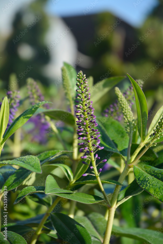 Shrubby veronica Addenda Grethe Shrubby veronica Addenda Grethe