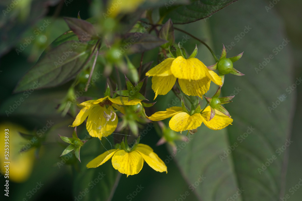 Close up of Fringed loosestrife (Lysimachia ciliata) Close up of Fringed loosestrife (Lysimachia ciliata)