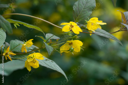 Close up of  Fringed loosestrife (Lysimachia ciliata)  in bloom