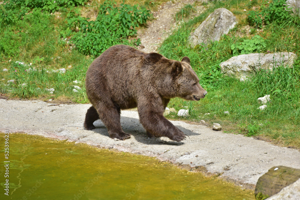 Braunbär im Wildpark in Grünau im Almtal, Österreich