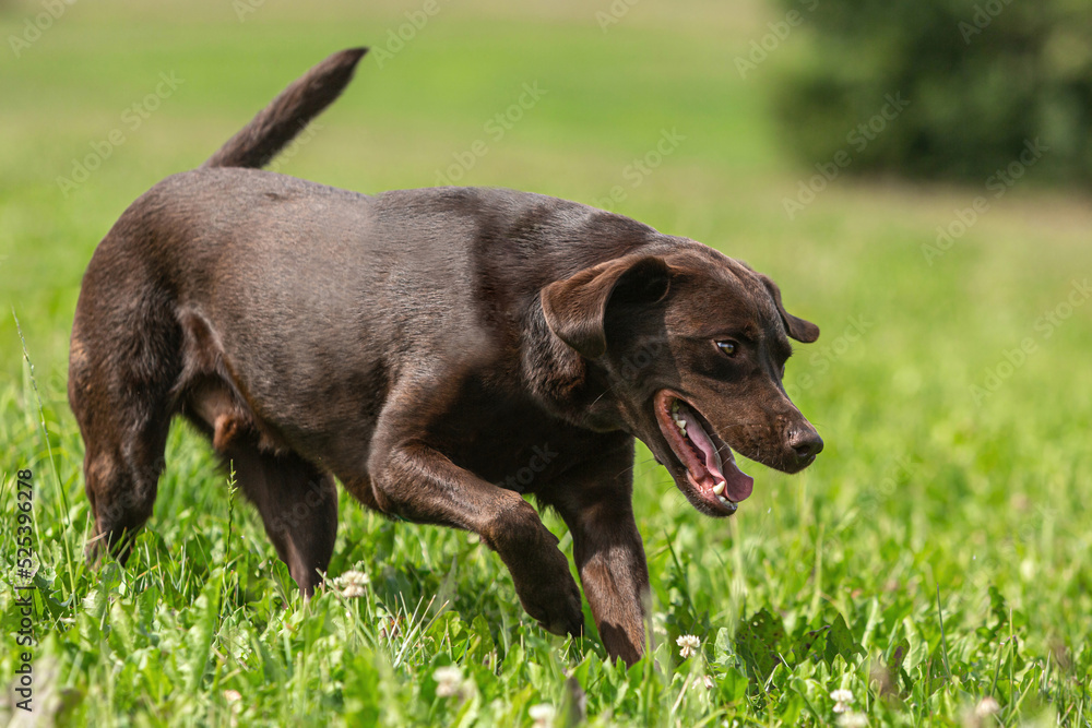 Portrait of a chocolate brown labrador retriever dog in summer outdoors Portrait of a chocolate brown labrador retriever dog in summer outdoors