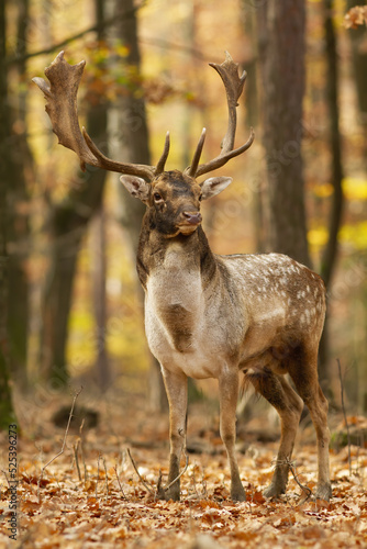 Majestic fallow deer, dama dama, standing in an autumn forest and watching . antlers standing with leaf vertical. Spotted wild animal in a woodland with orange and yellow colors in background.
