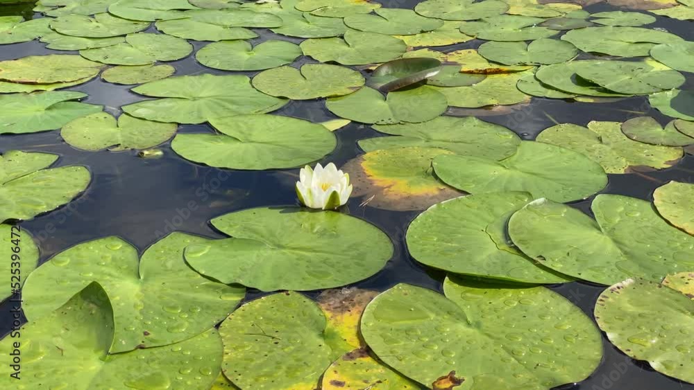Water lilies during summer on Loch Lomond