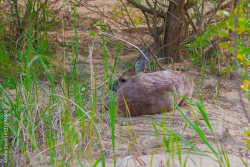 roe deer lies in the grass in the middle of the forest