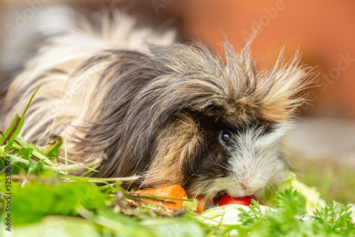 Portrait of a cute guinea eating vegetables in summer outdoors  cavia porcellus