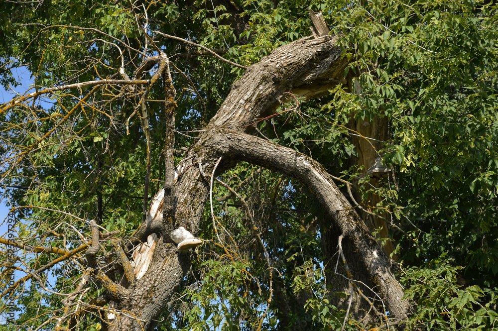 a broken tree branch. the bark of the trunk. background for the design. a broken tree branch. the bark of the trunk. background for the design.