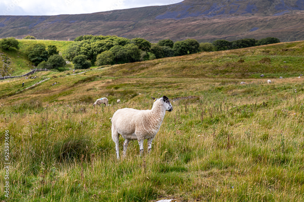Obraz premium sheep in the mountains