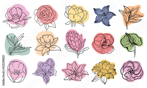 Vector line black illustration graphics flowers: green anthurium, eustoma, dianthus, clematis, lily, magnolia, sunflower, poppy colors stains.