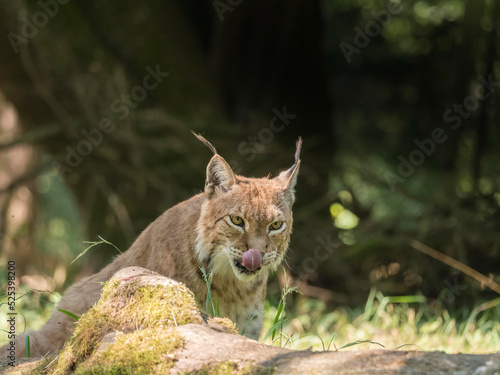 Lynx boréal dans un environnement forestier