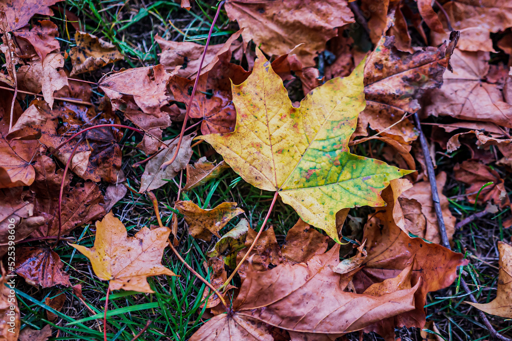 maple leaf falls to the ground. Beautiful autumn fallen leaves on a background of green grass. maple leaf falls to the ground. Beautiful autumn fallen leaves on a background of green grass.