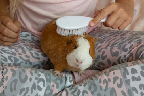 Guinea pig care. A guinea pig does not like to be combed. 