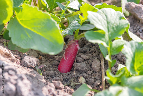 Radish plant in sandy soil, close up. Horticultural background with a radish plant. ardening banner background with Red Radish.