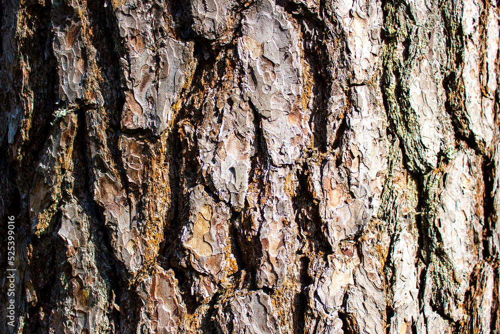 Fototapeta premium Pine bark texture, background. Authentic bark pattern close-up.