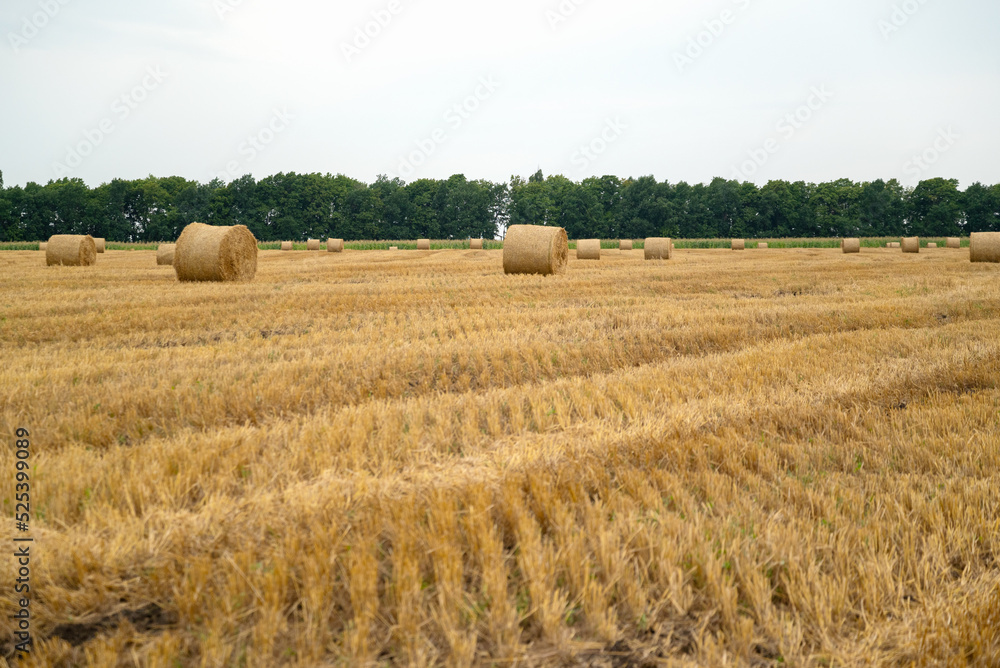 Round bales of straw rolled up on august field