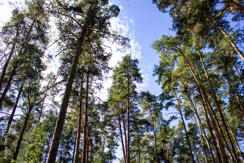 Pine forest and sunlight.Pine trees in the forest.