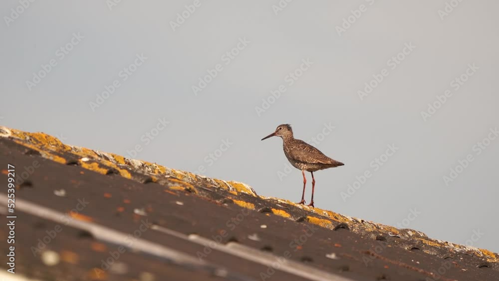 Common Redshank (Tringa totanus) standing on the roof of a garage Common Redshank (Tringa totanus) standing on the roof of a garage