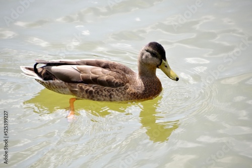 Ente