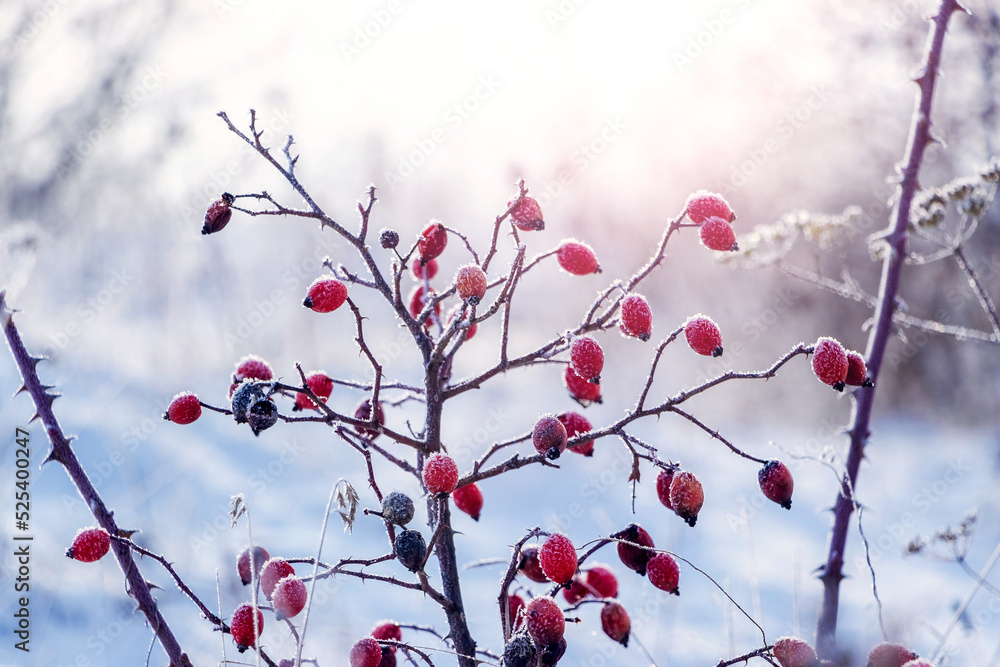 Rosehip berries covered with frost on a bush in winter in sunny weather Rosehip berries covered with frost on a bush in winter in sunny weather