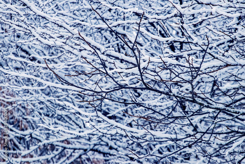 Winter background with snow-covered tree branches in the forest