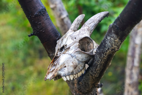 Goat skull on a tree branch in the garden