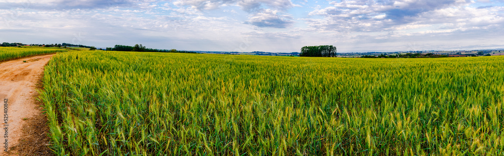 Wheat plantation beside a road Wheat plantation beside a road