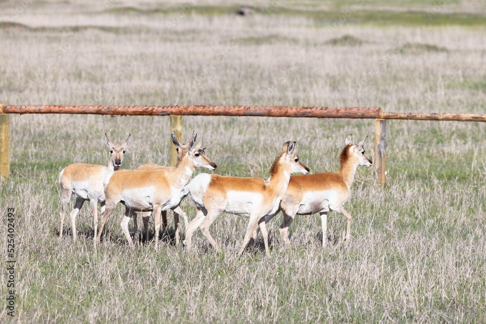 Antelope on a green grass field during sunny day. Grand Teton National Park, Wyoming, United States of America. Antelope on a green grass field during sunny day. Grand Teton National Park, Wyoming, United States of America.