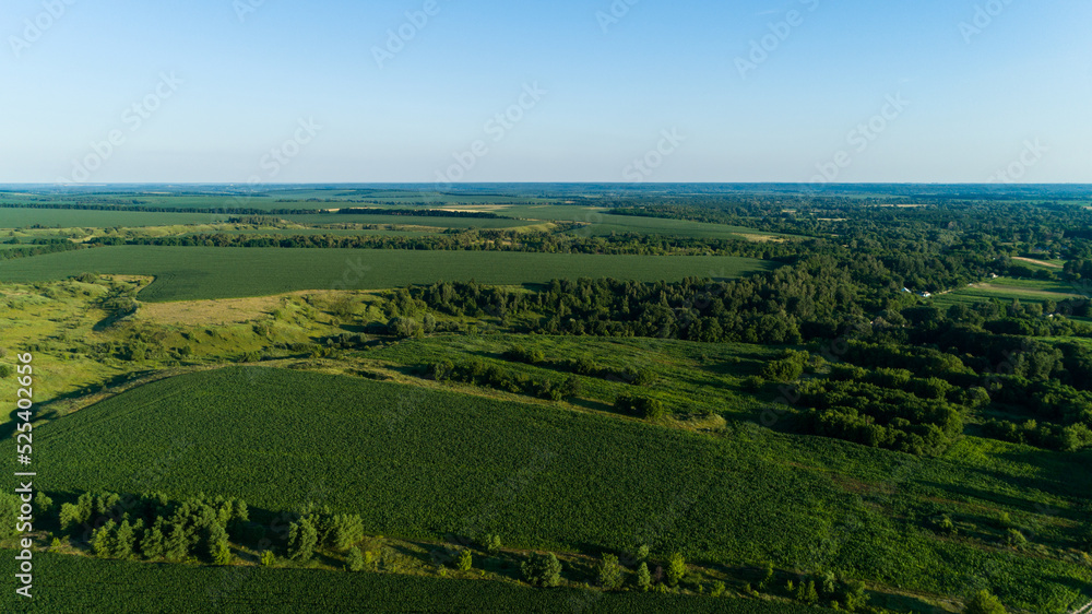 Aerial view agricultural green corn field. Drone wide shot beautiful summer landscape of a cornfield. Nature