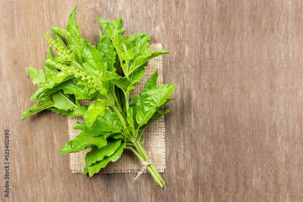 Ocimum tenuiflorum,Holy basil,tulsi or tulasi on wood background Ocimum tenuiflorum,Holy basil,tulsi or tulasi on wood background