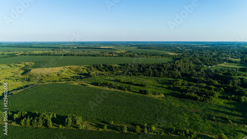 Aerial view agricultural green corn field. Drone wide shot beautiful summer landscape of a cornfield. Nature