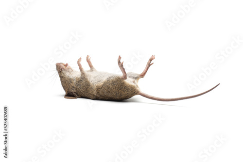 dead mouse isolated on white background