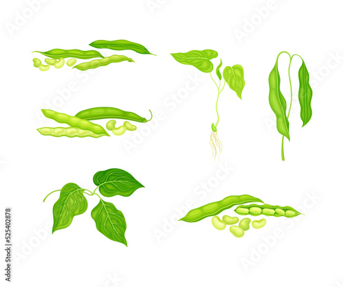 Set of bean plant with green leaves and pods. Legume, soy bean, lettil beans or peas plant cartoon vector illustration