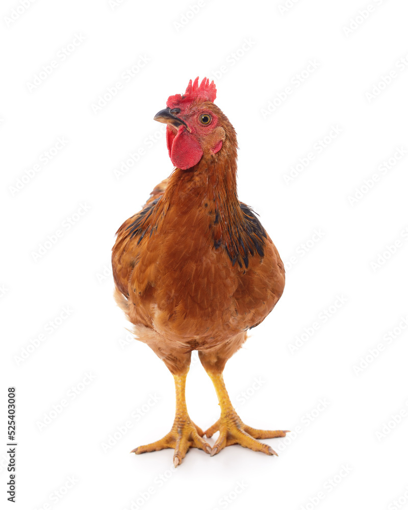 Fototapeta premium Small brown chicken.