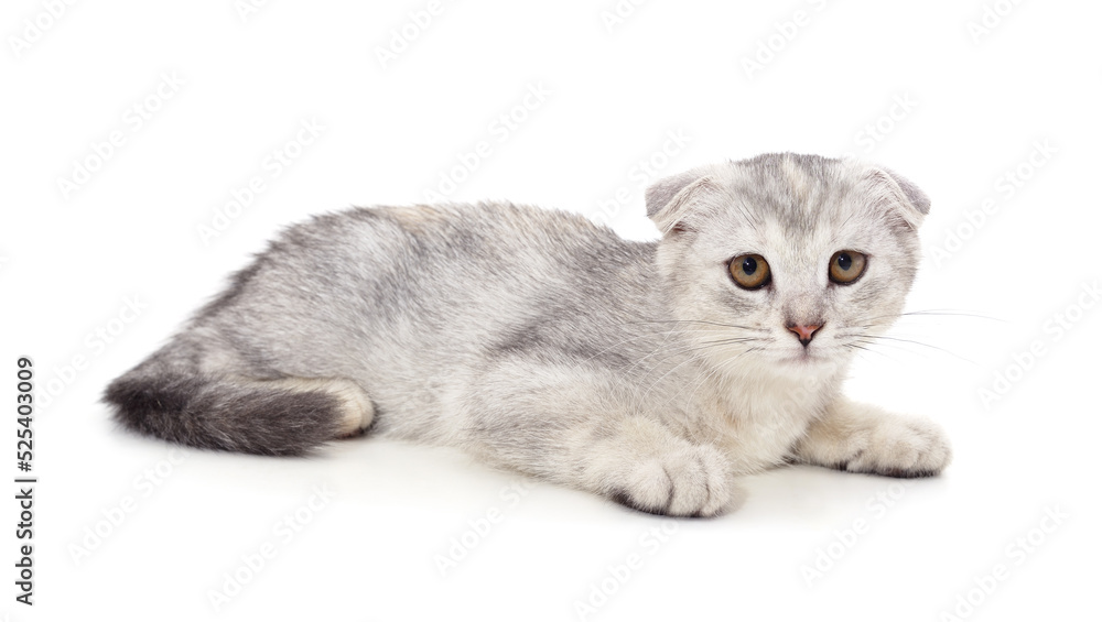 Obraz premium Little gray kitten .