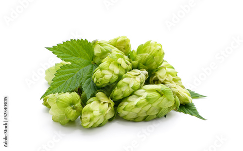 Green hops with a handful of leaves.