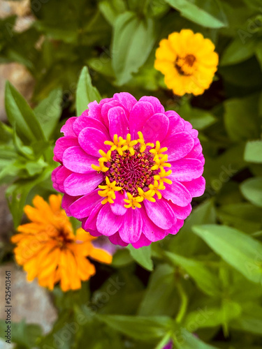 Pink zinnia in full bloom