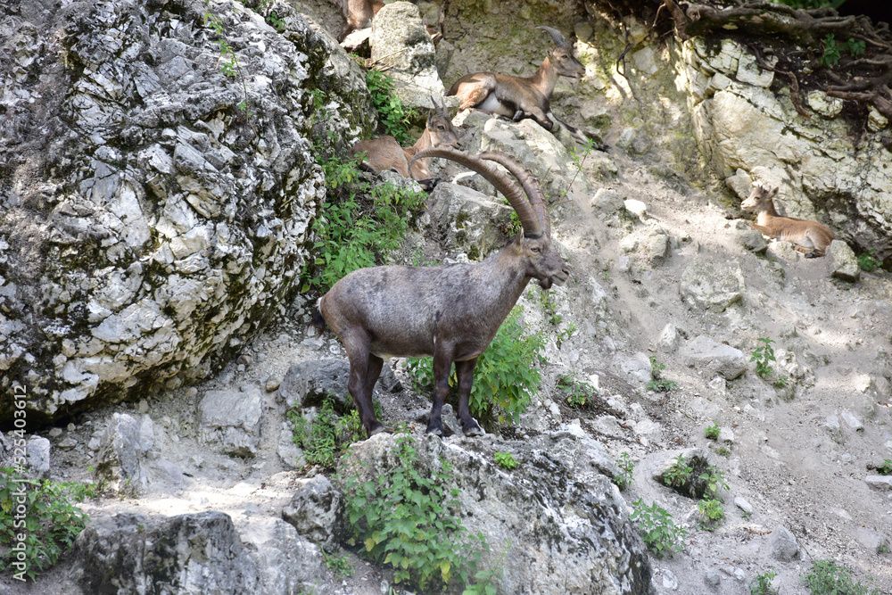 Steinböcke im Wildpark in Grünau im Almtal, Österreich Steinböcke im Wildpark in Grünau im Almtal, Österreich