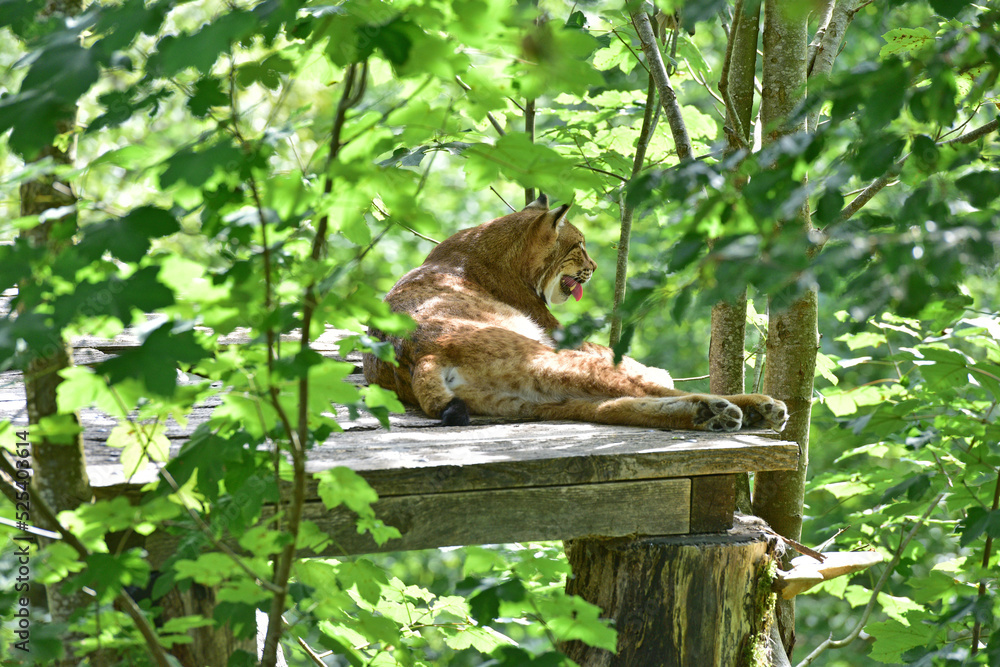 Fototapeta premium Luchs im Wildpark in Grünau im Almtal, Österreich