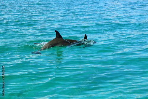 Delf  n en el mar