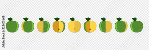 apples vector set. Fruit design elements. Whole apples, slices, leaves and apple seeds vector design elements isolated on white. Green and white apples set.