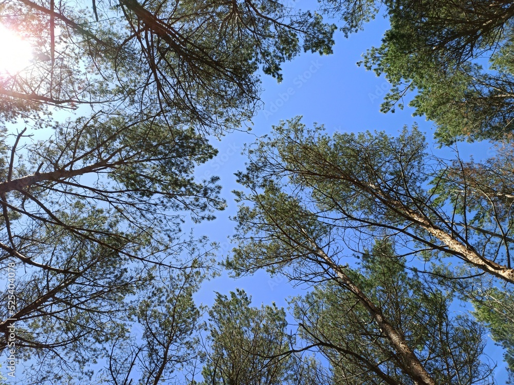 Fototapeta premium trees in the blue sky
