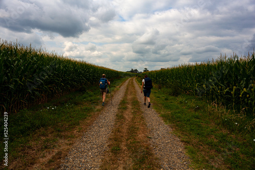 Pilgrims walking next to the corn field along the way of Saint Jacques du Puy