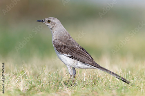 A Northern Mockingbird (Mimus polyglottos) foraging in a park in the grass in the morning light