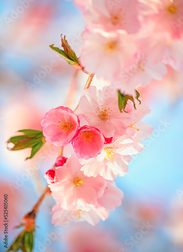 delicate flowers of pink sakura . Delicate artistic photo. selective focus.
