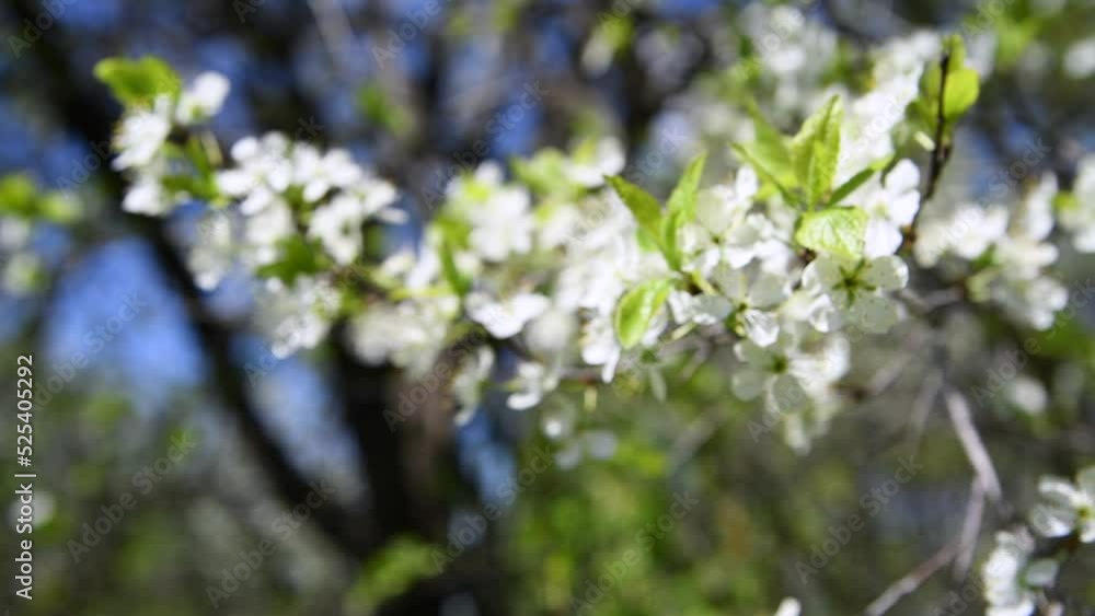 Close-up side view of plum tree branch with white flowers swinging on the wind. Soft selective focus. 4K resolution real time video. Beauty in nature theme. Close-up side view of plum tree branch with white flowers swinging on the wind. Soft selective focus. 4K resolution real time video. Beauty in nature theme.