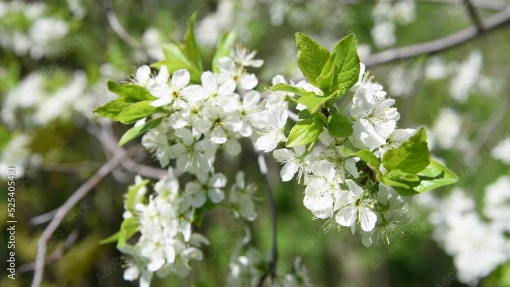 Close-up side view of plum tree branch with white flowers swinging on the wind. Soft selective focus. 4K resolution real time video. Beauty in nature theme. Close-up side view of plum tree branch with white flowers swinging on the wind. Soft selective focus. 4K resolution real time video. Beauty in nature theme.