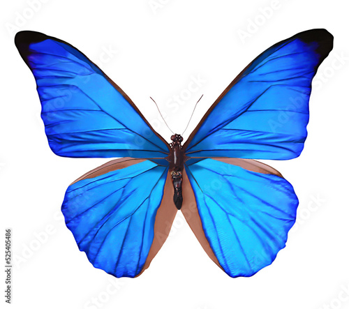 Blue Butterfly highlighted on a white background