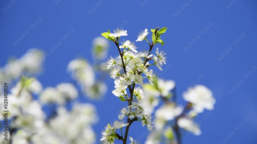 Close-up side view of plum tree branch with white flowers swinging on the wind. Soft selective focus. 4K resolution real time video. Beauty in nature theme. Close-up side view of plum tree branch with white flowers swinging on the wind. Soft selective focus. 4K resolution real time video. Beauty in nature theme.