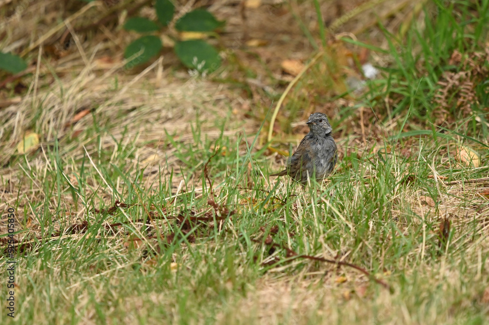 Bird on the grass Bird on the grass