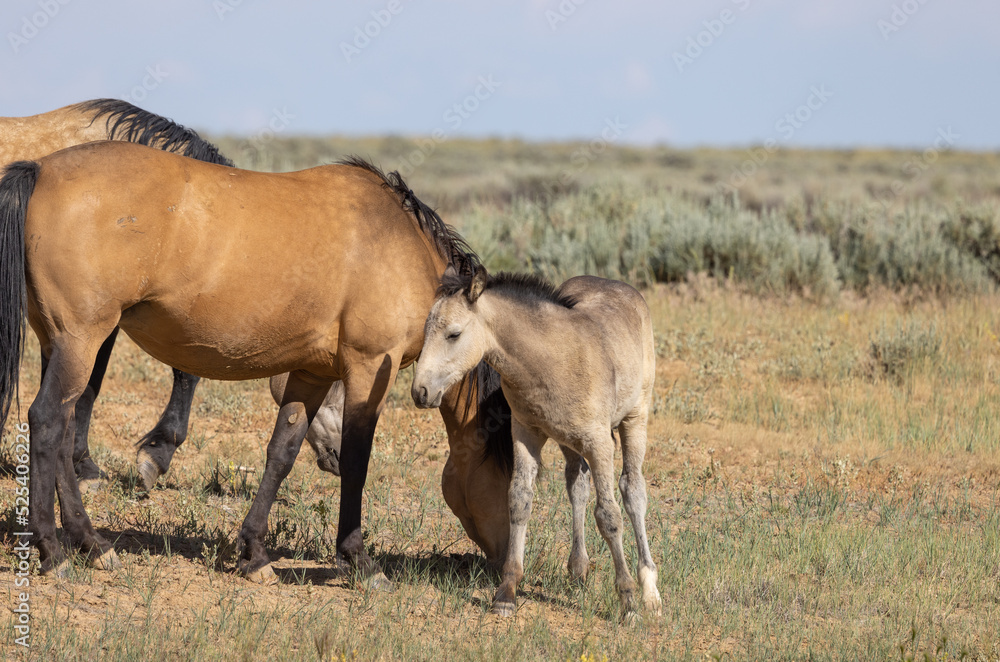 Wild Horse Mare and Foal in the Wyoming Desert in Summer Wild Horse Mare and Foal in the Wyoming Desert in Summer