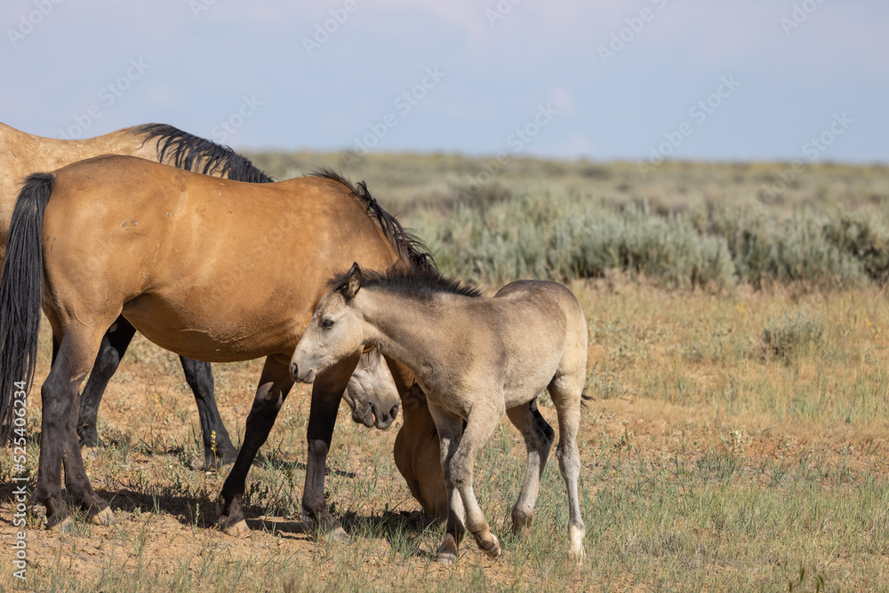 Wild Horse Mare and Foal in the Wyoming Desert in Summer Wild Horse Mare and Foal in the Wyoming Desert in Summer